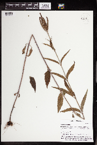 Verbena hastata image