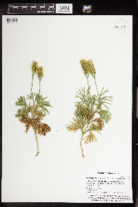 Diphasiastrum digitatum image