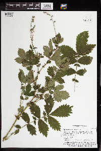 Agrimonia pubescens image