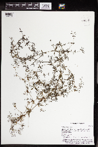 Galium tinctorium image