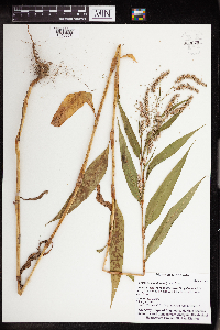 Persicaria lapathifolia image