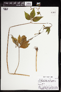 Cryptotaenia canadensis image