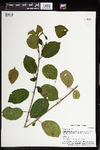 Frangula alnus image