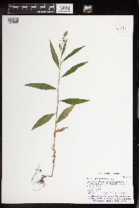 Persicaria maculosa image