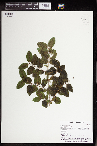 Lonicera tatarica image