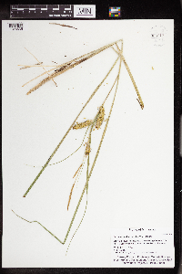 Carex utriculata image