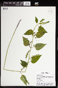 Scutellaria lateriflora image