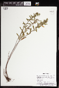 Crocanthemum bicknellii image