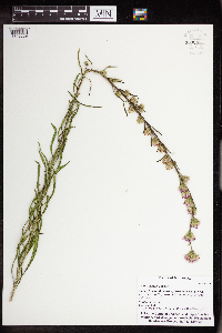 Thumbnail image of current specimen