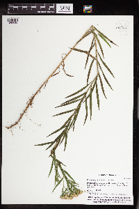 Euthamia graminifolia image