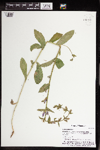 Lobelia siphilitica image