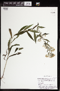 Symphyotrichum lateriflorum image