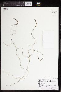 Vallisneria americana image
