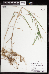 thumbnail image of current specimen