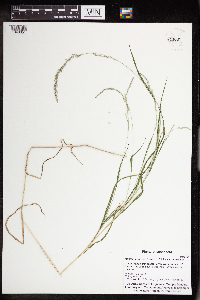 Muhlenbergia mexicana image