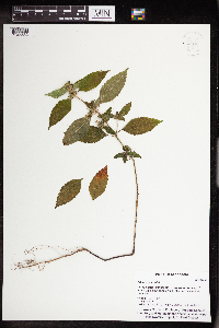 Galeopsis tetrahit image