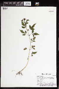 Bidens frondosa image