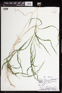 Muhlenbergia mexicana image