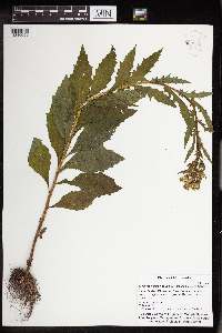 Erechtites hieraciifolius image