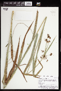 Scirpus atrovirens image
