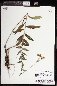 Hieracium umbellatum image
