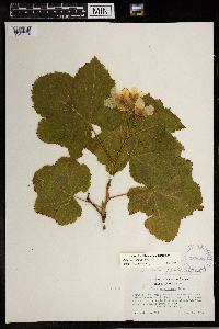 Rubus parviflorus image