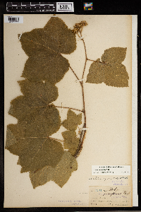 Rubus parviflorus image