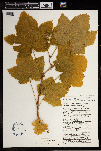 Rubus parviflorus image