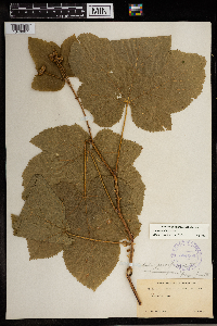 Rubus parviflorus image