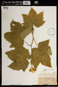 Rubus parviflorus image