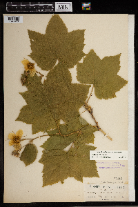 Rubus parviflorus image
