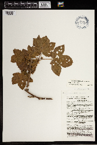 Rubus parviflorus image