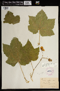 Rubus parviflorus image