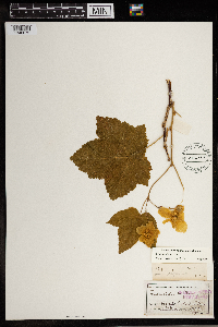 Rubus parviflorus image