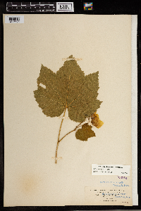 Rubus parviflorus image