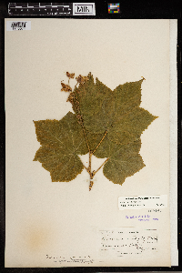 Rubus parviflorus image