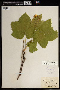 Rubus parviflorus image