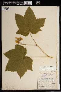 Rubus parviflorus image