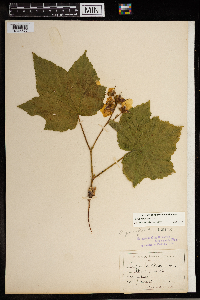 Rubus parviflorus image