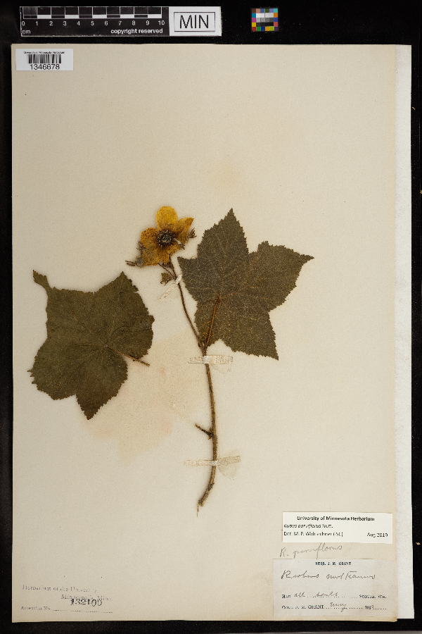 Rubus parviflorus image