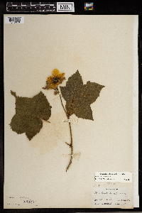 Rubus parviflorus image