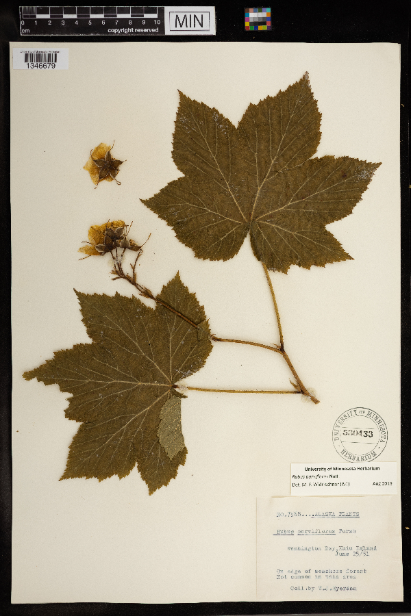 Rubus parviflorus image