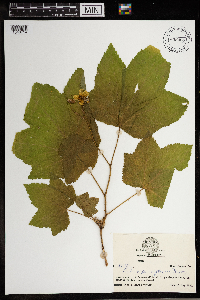 Rubus parviflorus image