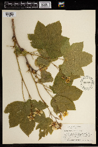 Rubus parviflorus image