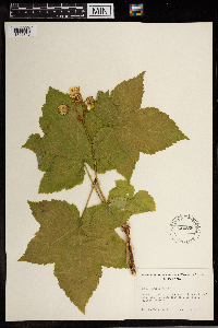 Rubus parviflorus image