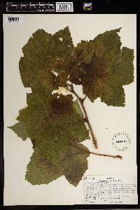 Rubus parviflorus image