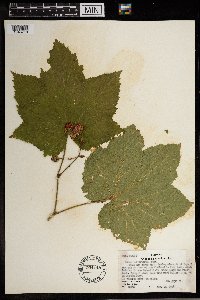 Rubus parviflorus image