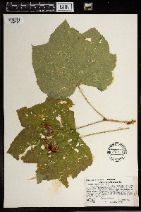 Rubus parviflorus image