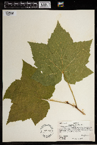 Rubus parviflorus image