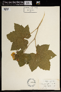 Rubus parviflorus image